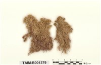 藏品(尖葉泥炭苔)的圖片